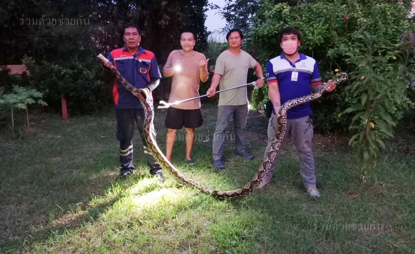 The python nearly dropped 5 meters; people were shocked and their knees ...