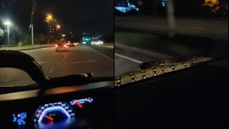 Serpent's midnight joyride: Large python plays starring role in viral ...
