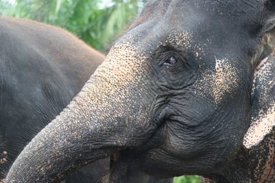 Wildlife Conservation in Thailand: Efforts and Sanctuaries